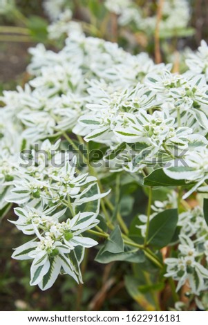 Euphorbia marginata ( Snow on the mountain ), also known as  smoke-on-the-prairie, variegated spurge on a blurred background 