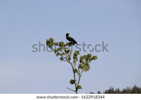 a black crow awaits for food