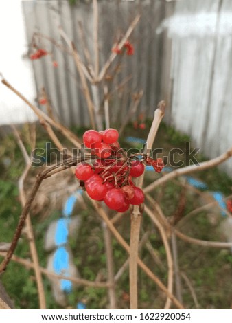 Fruits of red viburnum in a late autumn