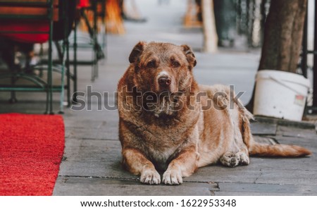 Dog picture taken in Istanbul,Turkey
