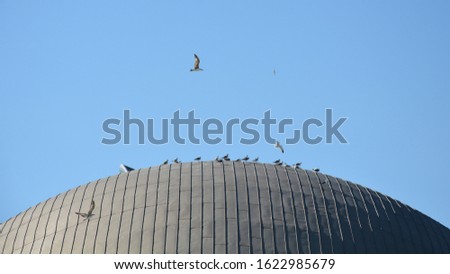 seagulls on a dome against sky