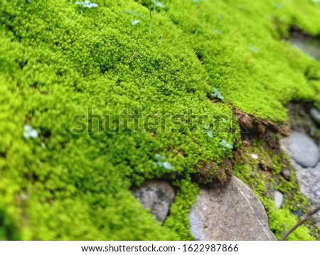 Texture of green moss (Polytrichum juniperinum) that thrives on moist wall.