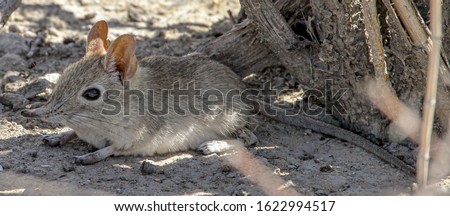 A Sengi / Elephant shrew resting in the shade on a hot day. Royalty-Free Stock Photo #1622994517