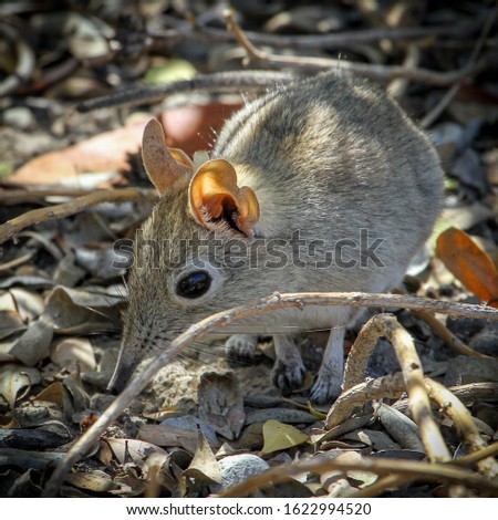 A Sengi / Elephant shrew resting in the shade on a hot day. Royalty-Free Stock Photo #1622994520
