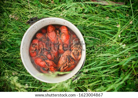 Boiled crayfish cooking in a cauldron at the stake