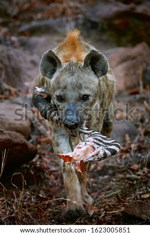 Male spotted hyena makes off to den with Zebra leg as feed for pups.