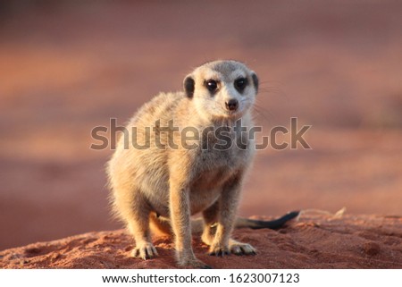 Meerkat on lookout duty in the kalahari desert at sunrise