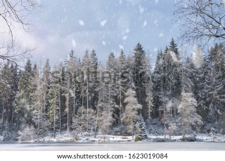 a needle forest with snowfall in the winter sun