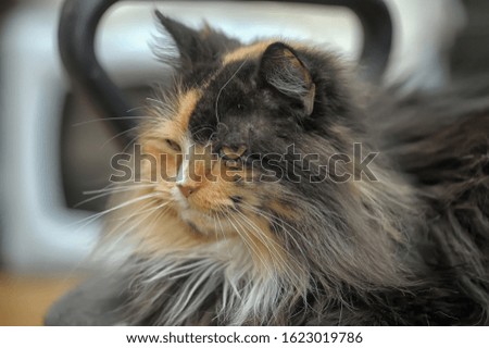 fluffy red with gray and white cat portrait