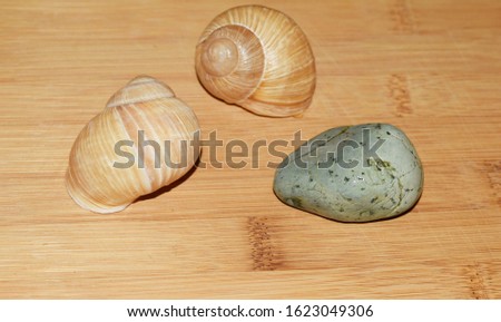  shells and stones on a wooden background