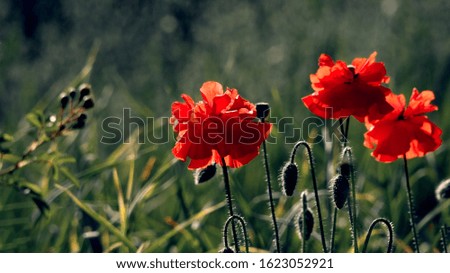 The dominant red. A large red poppy with a white border.The flower is odorless. Delicate petals of poppies, illuminated by sunlight.Reflection of light in the poppy petals.                            