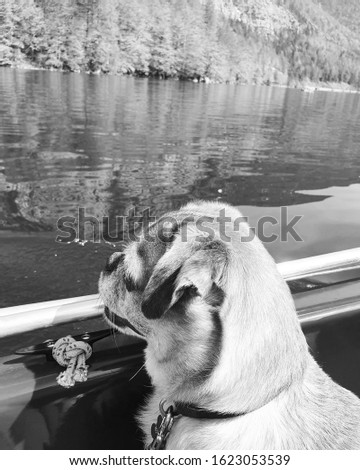Charlie the chug (pug mix) sitting in a boat and looking far away. Melancholic dog.  black and white picture of my dog.