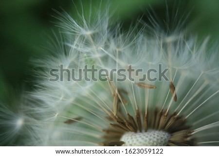 dandelion flower seeds macro photography