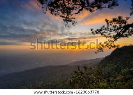 Pine forest under orange sky in Phu Kradueng National Park.Thailand