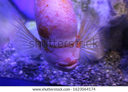 Ocean fish in oceanurim. Reef inhabitants