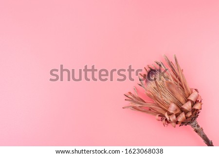 One dry protea protea on pink. Background.
