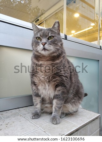 gray cat with yellow eyes stands beautifully