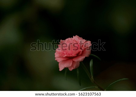 Flowers blooming for background and cards