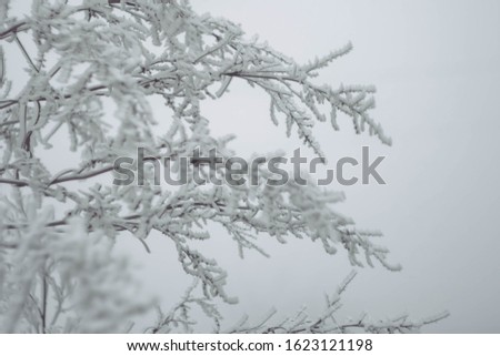 Winter landscape wallpaper. Snow cover on bush and tree. Frozen branches. White color background. Copy space 