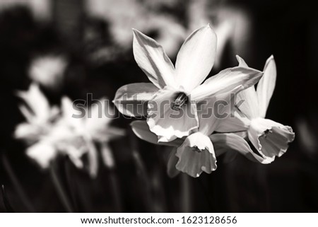 black and white lily flower in a field isolated