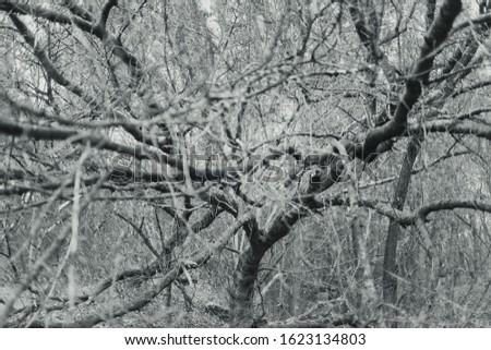Black and white photography of old trees with bare branches growing in cold winter forest. Horizontal abstract photo background.