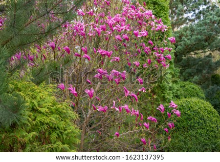 Lot of large pink flowers and buds Magnolia Susan (Magnolia liliiflora x Magnolia stellata) in the spring garden. Selective focus. Nature concept for design Royalty-Free Stock Photo #1623137395