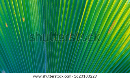 Palm leaf close up picture
