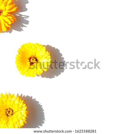 Yellow calendula flowers concept frame on the bright sunny background. Top view. Copy space