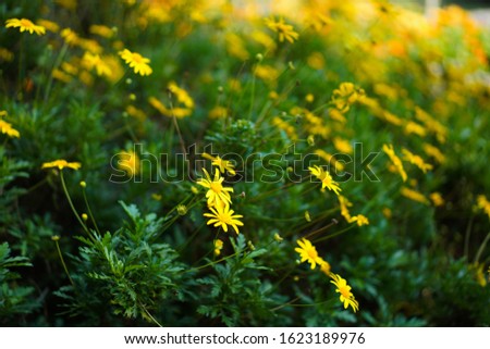 Yellow Jacobaea Vulgaris Flowers garden in Thailand