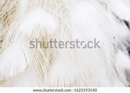Beautiful line white feather pattern texture background with light flare, Texture of The real white feather in close up for wallpaper and background, bright picture of White feather texture background