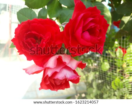 Red roses are a symbol of telling love. Popular given to lovers on Valentine's Day and various special occasions.