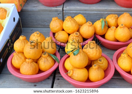 Jeju tangerine (also called as Hallabong or Dekopon) is a seedless and sweet variety of mandarin orange, on display on pink plates for sale Royalty-Free Stock Photo #1623215896