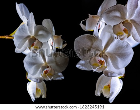 white orchid on black background - picture