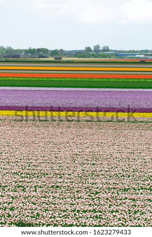 Field of multicolored tulips in spring in the Netherlands. 