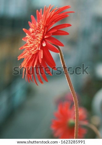 Vibrant red gerbera daisy flowers in a rooftop garden