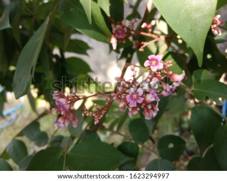 flower and leaves in the garden in front of house, nature photo object