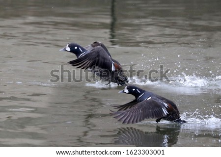 Two Drake Harlequin ducks taking off