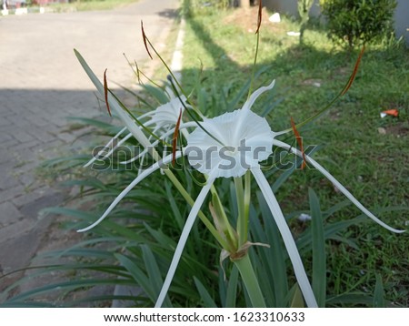white flower and leaves in the street side, nature photo object