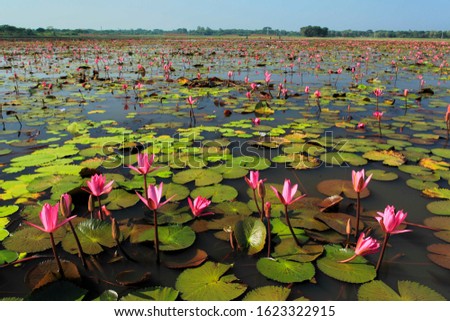 Stock Photo - Lotus, Nelumbo nucifera, locally known as 'Padma', is an aquatic nymphaceous plant, found in the lowlands of Bangladesh.