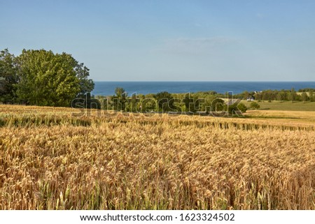 Fields of barley on Bornholm island, Denmark