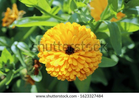 Yellow and bright calendula flower
