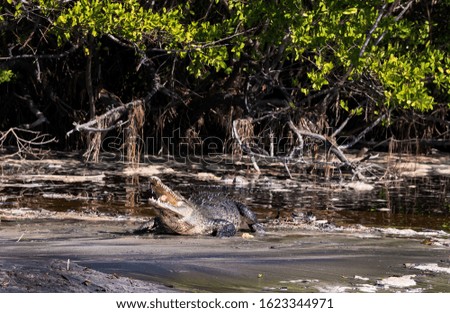 crocodile on the beach eats a bite of meat