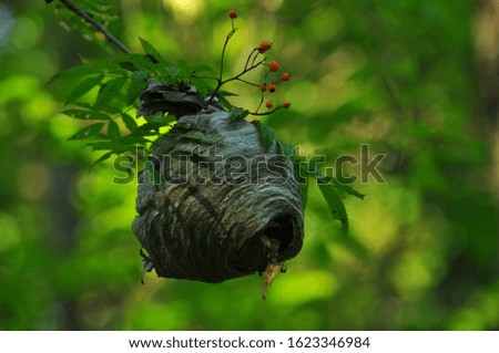 bee hive with honey located on tree branches
