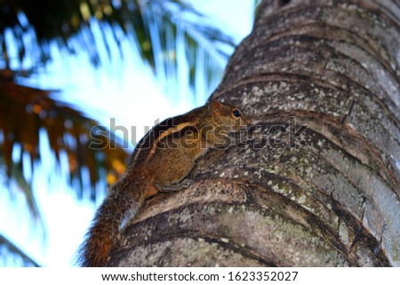 Indian palm squirrel or three-striped palm squirrel  is a species of rodent in the family Sciuridae found naturally in India (south of the Vindhyas) and Sri Lanka. 