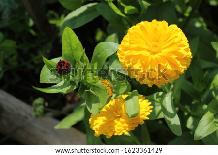 Yellow and bright calendula flowers in September