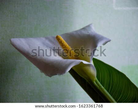 picture with kallas flower on fuzzy background