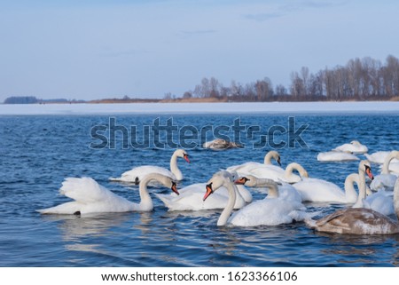 The mute swan (Cygnus olor). White swans on water in winter cold day 
 swimming on river. Portrait