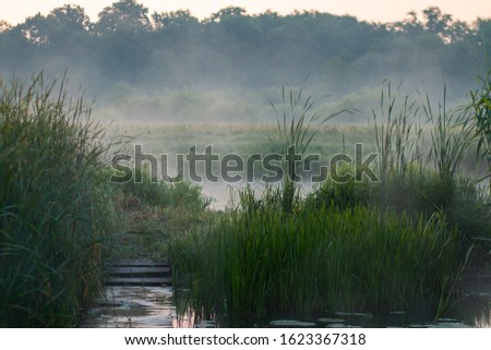 morning fog over the riverbank overgrown with reeds