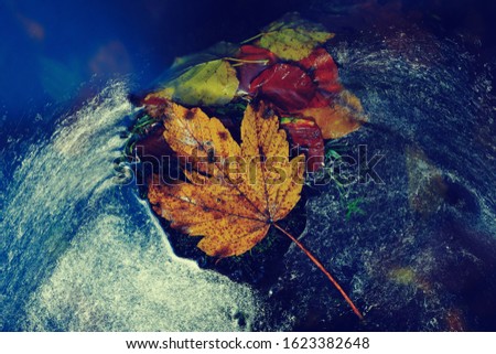 Colorful fall leaves the flowing forest brook. Maple leaf caught on rock in river