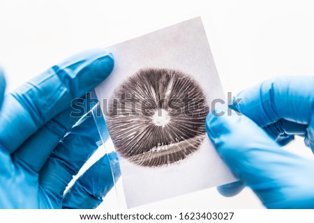 Mycology and medicine. Spore imprint of psilocybin fungi. White background. The technology of growing magic mushrooms. Spore macro psilocybe cubensis. Shrooms Cultivation.